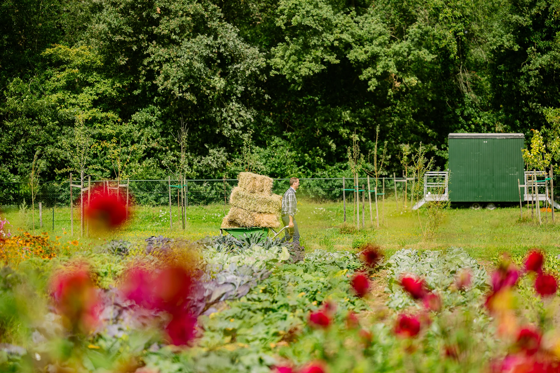 De akker van De Vloeiweide met rode dahlia's en een kar vol strobalen
